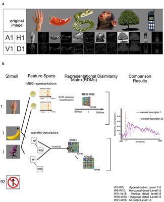 A Temporal Neural Trace of Wavelet Coefficients in Human Object Vision: An MEG Study